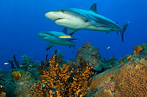 A pair of Caribbean reef sharks (Carcharhinus perezi) cruise over a coral reef in the Bahamas. Little Bahama Bank, The Bahamas. Tropical West Atlantic Ocean.