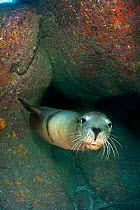 RF- Adult California sealion (Zalophus californianus) resting in rocky cave. Los Isotes, La Paz, Mexico. Sea of Cortez, East Pacific Ocean. (This image may be licensed either as rights managed or roya...
