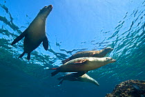 A group of adult female California sealions (Zalophus californianus) bask in the sun at the surface. Los Isotes, La Paz, Mexico. Sea of Cortez, East Pacific Ocean.