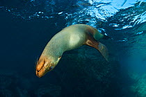 An adult California sealion (Zalophus californianus) dives down from the surface on its back after taking a breath of air. Los Islotes, La Paz, Baja California, Mexico. Sea of Cortez, East Pacific Oce...