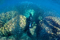 A school of baitfish parting as a large bull California sealion (Zalophus californianus) swims through as he patrols his territory. Los Islotes, La Paz, Baja California, Mexico. Sea Of Cortez, East Pa...