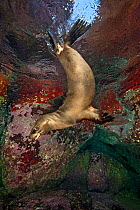 A young California sealion (Zalophus californianus) playing with a shell (white object in its mouth) in a shallow pool. Los Isotes, La Paz, Mexico. Sea of Cortez, East Pacific Ocean.