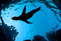 A silhouette of a young California sealion (Zalophus californianus) swimming just below the surface, close to shore. Los Isotes, La Paz, Mexico. Sea of Cortez, East Pacific Ocean.