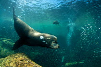 A large bull California sealion (Zalophus californianus) patrolling his territory, blowing bubbles as he marks the boundary by vocalising. Los Islotes, La Paz, Baja California, Mexico. Sea Of Cortez,...