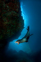 A young California sealion (Zalophus californianus) playing with a starfish, inside an underwater cave. The pups will pick up a variety of objects (such as starfish, lumps of coral, shells and feather...