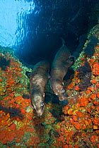 A pair of shy young California sealions (Zalophus californianus) peer out from against a colourful, coral encrusted wall, inside an underwater cave. Los Isotes, La Paz, Mexico. Sea of Cortez, East Pac...