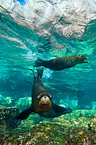 Two young California sealions (Zalophus californianus) swimming in a shallow pool. Los Isotes, La Paz, Mexico. Sea of Cortez, East Pacific Ocean.