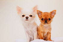 Portrait of two Chihuahua puppies, sitting