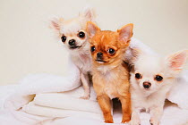 Group portrait of three Chihuahua puppies, sitting on white towels