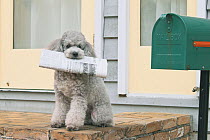 Toy Poodle sitting on garden wall, holding newspaper in mouth, next to letterbox