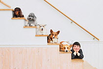 Group portrait of a variety of dog breeds, including Welsh Corgi, Toy Poodle, and Dachshund sitting on staircase, with young boy