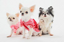 Group portrait of Chihuahua puppies sitting, wearing pink coats