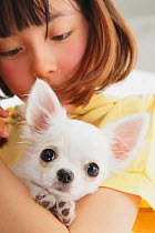 Portrait of young girl holding white Chihuahua puppy