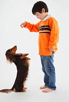 Portrait of young boy feeding a begging long-haired Dachshund