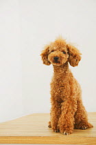 Portrait of Toy Poodle sitting