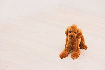 Portrait of Toy Poodle lying down