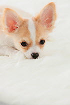 Chihuahua puppy, head portrait