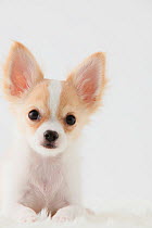 Chihuahua puppy, head portrait
