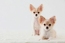 Portrait of two Chihuahua puppies, sitting together
