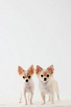 Portrait of two Chihuahua puppies, standing together