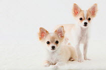 Portrait of two Chihuahua puppies, sitting / standing together