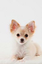 Portrait of Chihuahua puppy lying down