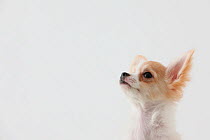 Chihuahua puppy head portrait, looking upwards