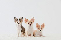 Group portrait of three Chihuahua puppies, sitting together