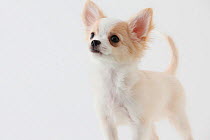 Portrait of Chihuahua puppy standing