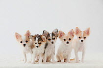Group portrait of five Chihuahua puppies sitting together