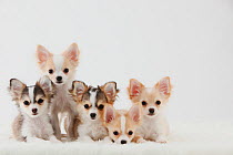 Group portrait of five Chihuahua puppies sitting together