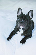 Portrait of French Bulldog, lying down