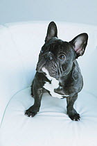 Portrait of French Bulldog, sitting