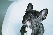 Head portrait of French Bulldog