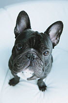 Head portrait of French Bulldog, sitting