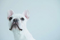 Head portrait of French Bulldog, sitting