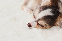 Head portrait of Chihuahua puppy sleeping