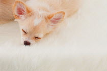 Head portrait of Chihuahua puppy sleeping