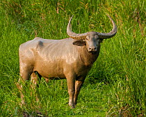 Water buffalo (Bubalus arnee) covered with mud after wallowing, Kazaringa NP, Assam, India