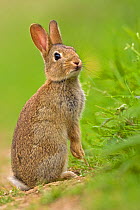 European Rabbit (Oryctolagus cuniculus) juvenile. UK, August.