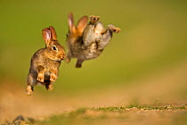 Two European Rabbit (Oryctolagus cuniculus) young playing, leaping in air. UK, August.