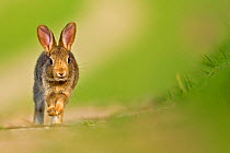 European Rabbit (Oryctolagus cuniculus) juvenile walking towards camera. UK, August.