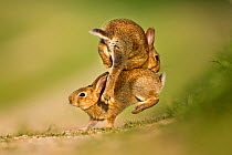 Two European Rabbit (Oryctolagus cuniculus) young playing and jumping. UK, August.