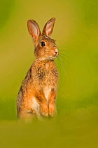 European Rabbit (Oryctolagus cuniculus) juvenile standing on hind legs. UK, August.
