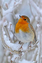European Robin (Erithacus rubecula) perched on snowy twig. Wales, UK, December.