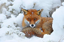European Red Fox (Vulpes vulpes) resting in snow. Taken in controlled conditions. UK, January.