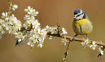 RF- Blue Tit (Parus caeruleus) perched on blossoming twig. Wales, UK, April. (This image may be licensed either as rights managed or royalty free.)