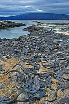 Marine Iguana (Amblyrhynchus cristatus) group basking on coastal rocks. Puerto Egas, Galapagos, September.