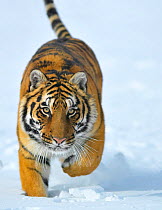 RF- Siberian Tiger (Panthera tigris altaica) walking in snow. Captive. Endangered species. (This image may be licensed either as rights managed or royalty free.)
