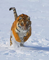 Siberian Tiger (Panthera tigris altaica) running in snow. Captive. (non-ex)